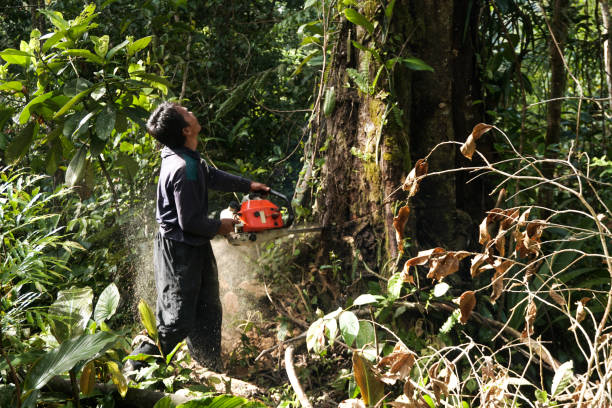 Professional Tree Service in Kincheloe, MI